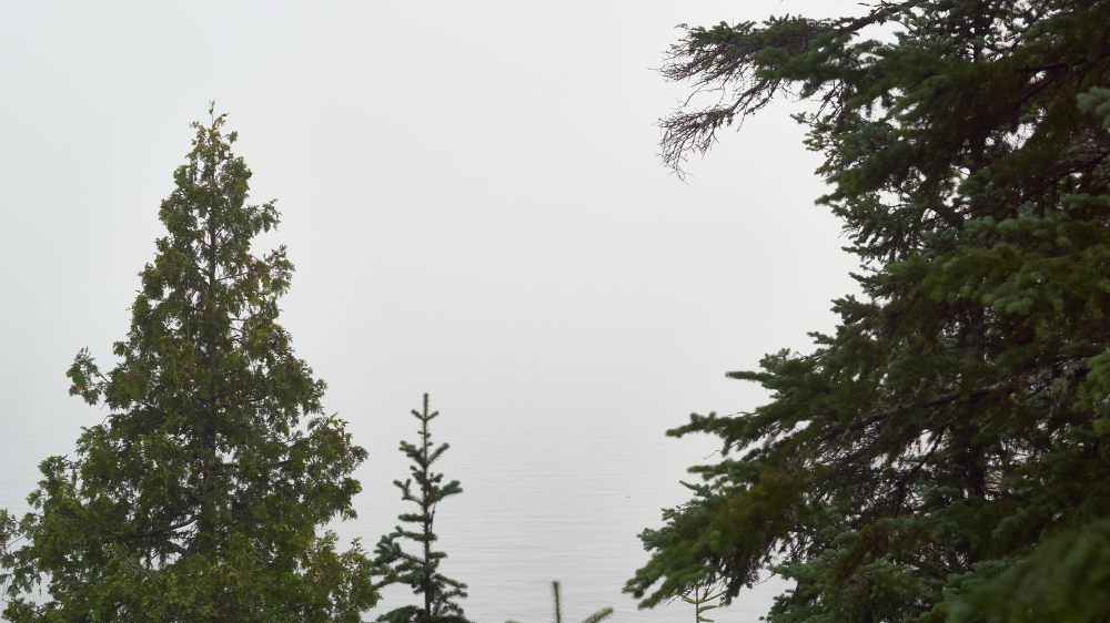 Cedar and spruce trees in the foreground at the shore of the lake. The far shore (about 4km away and usually very visible) is hidden by smoke